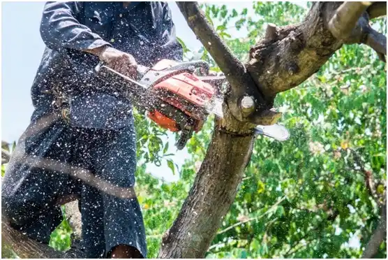 tree services Clarksburg